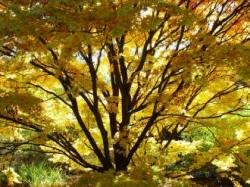 Well pruned Japanese Maple